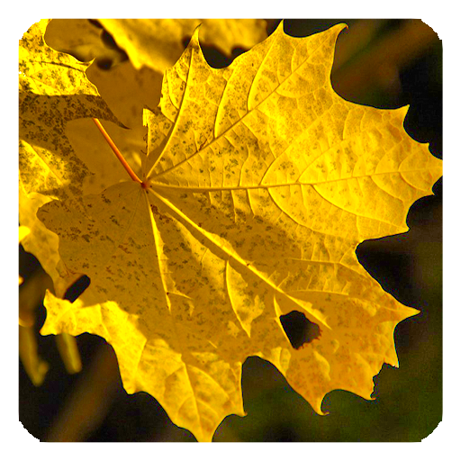 Autumn Live Wallpaper icon