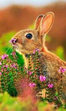 Funny Bunnies live wallpaper screenshot 2