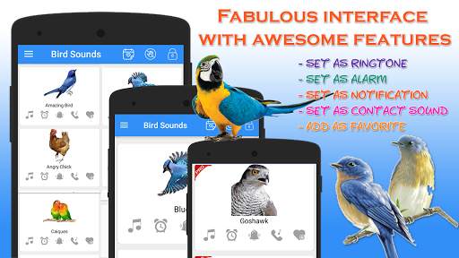 Bird Calls, Sounds & Ringtones for mind relaxation screenshot 1