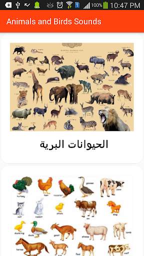 Animals and Birds Sounds screenshot 4