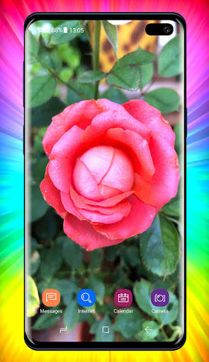 Rose Wallpaper 3 تصوير الشاشة
