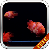 Red Fish Video Live Wallpaper icon