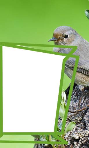 Birds Photo Frames HD स्क्रीनशॉट 7