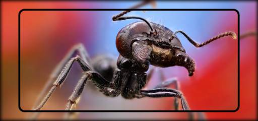 Ant Wallpaper screenshot 5