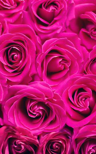 Pink Roses Live Wallpaper screenshot 1