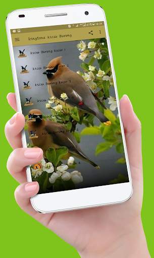 Birds Sounds Ringtones screenshot 1