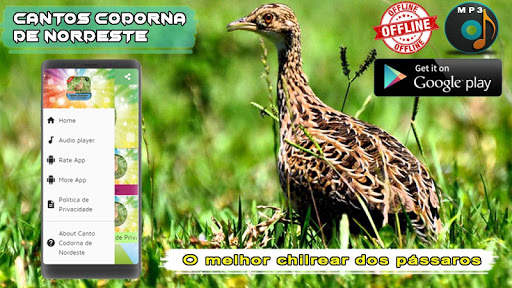 Canto Codorna de Nordeste screenshot 1