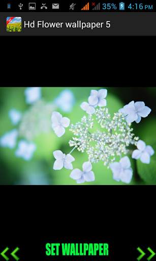 Hd Flower Wallpaper screenshot 3