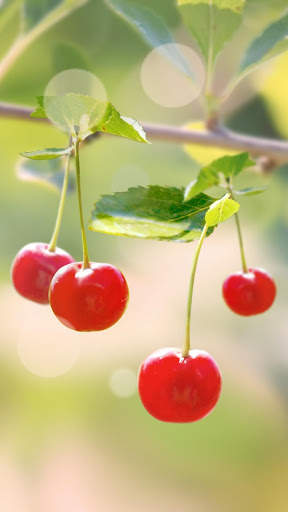 Sweet Cherry Live Wallpaper screenshot 2