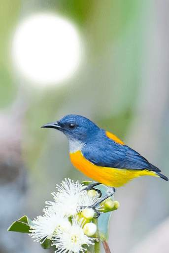 Birds Photo Frames HD स्क्रीनशॉट 1