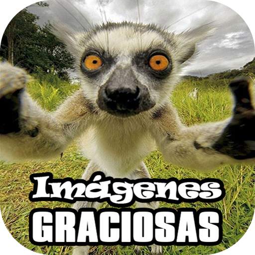 Imágenes Graciosas para Whatsapp 1.5