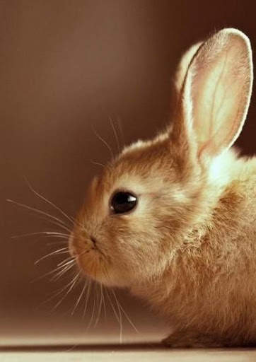 Bunny Wallpaper screenshot 4
