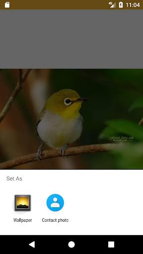 Sweet Bird HD FREE Wallpaper screenshot 2