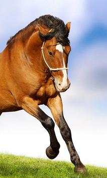 Horse 3D wallpapers screenshot 2