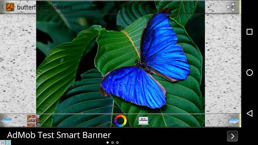 Butterfly Wallpapers screenshot 4