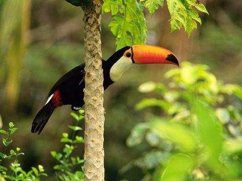 Toucan Bird HD Wallpaper screenshot 1