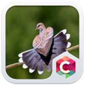 Cute Bird Theme C Launcher आइकन