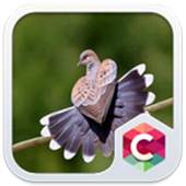 Cute Bird Theme C Launcher 4.8.7