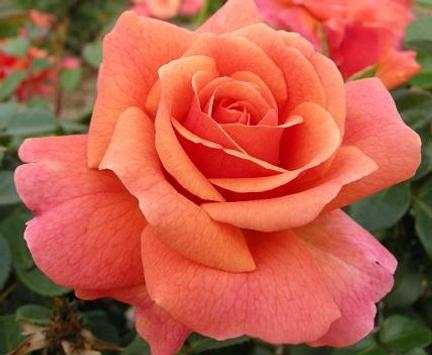 Beautiful Roses screenshot 1
