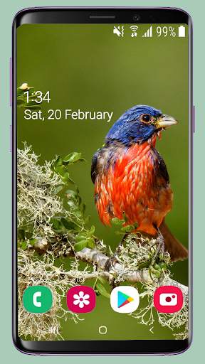 Bird Wallpaper New 4K screenshot 6