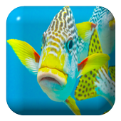 Fish Water Touch Lwp icon