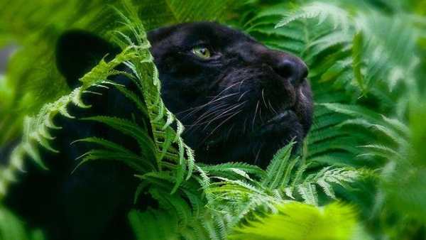 Black Panther Animal wallpaper screenshot 4