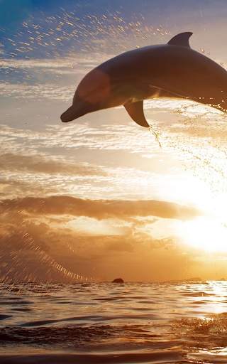 Dolphin Live Wallpaper HD screenshot 3