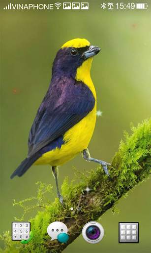 Bird Live Wallpaper HD 4K screenshot 3