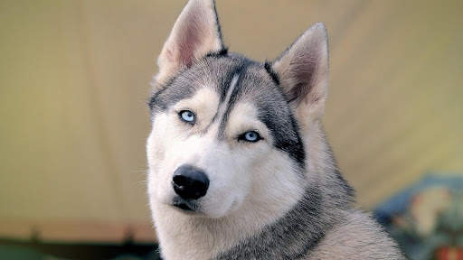 Siberian Husky Wallpapers : backgrounds hd screenshot 18