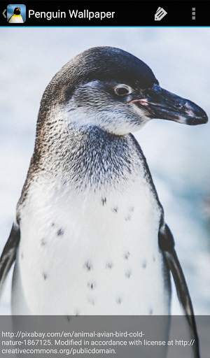 Penguin Wallpaper screenshot 5