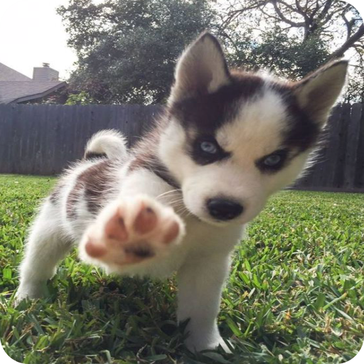Dog Wallpaper icon
