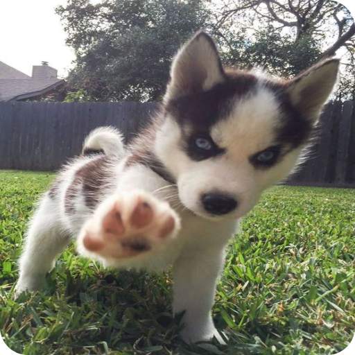 Dog Wallpaper 1.0