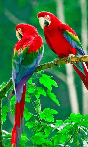 Birds Wallpapers New screenshot 11