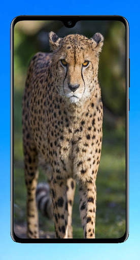 Cheetah Wallpaper 4K screenshot 1