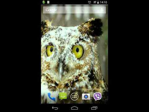 Owl Video Live Wallpaper screenshot 1