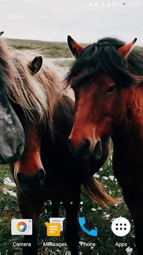 Horses Video Live Wallpaper screenshot 6
