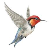 Birds Songs 1.0