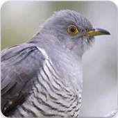 Common Cuckoo Call : Common Cuckoo Bird Sound 1.1.0