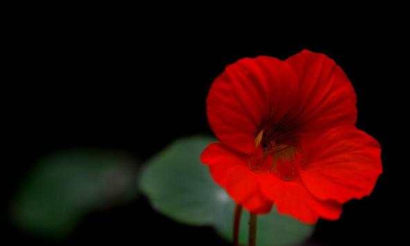 flores vermelhas fotos screenshot 1