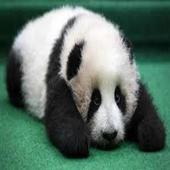 Baby Panda Scratch Card icon