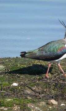 Lapwing wallpapers screenshot 3