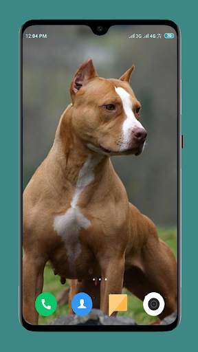 Pitbull Dog Wallpaper 4K screenshot 4