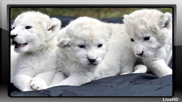 White Lion Wallpaper screenshot 3