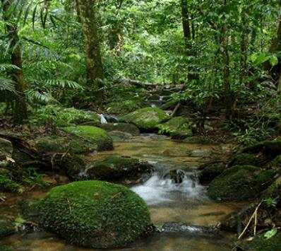 Amazon Rainforest The Best screenshot 1