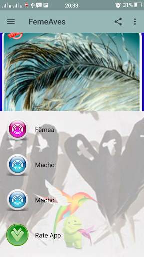 Canto Fêmea de Curio screenshot 2