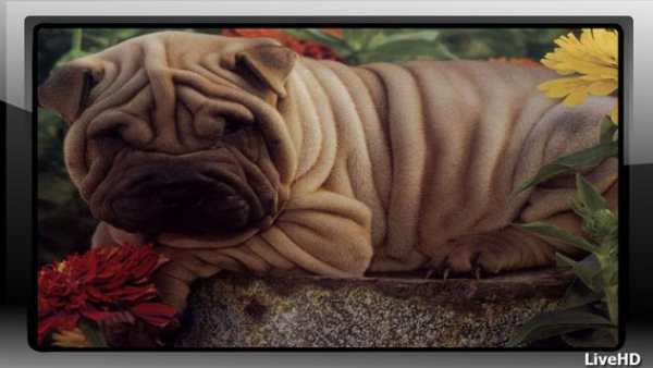 Shar Pei Wallpaper скриншот 1