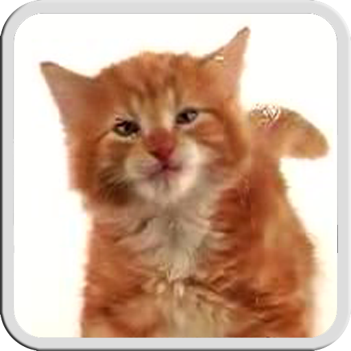 ikon CAT LICKS LIVE WALLPAPER FREE