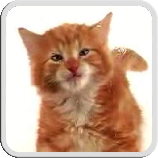 CAT LICKS LIVE WALLPAPER FREE 1.1