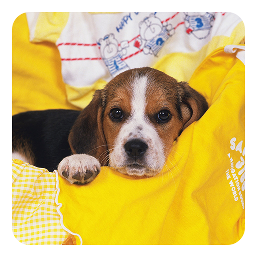 Beagle Live Wallpaper icon