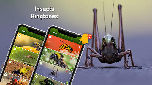 Animal Ringtones - Birds Sound screenshot 5